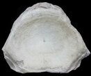 Fossil Brontotherium (Titanothere) Vertebrae - South Dakota #60647-2